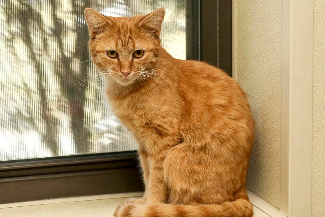 Paul, a Adoptable Domestic Short Hair in Cashiers, NC image 1/4