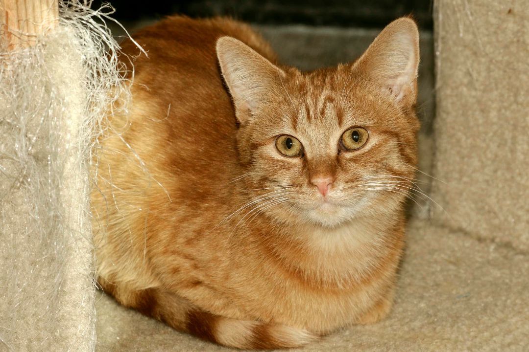 Paul, a Adoptable Domestic Short Hair in Cashiers, NC image 2/4