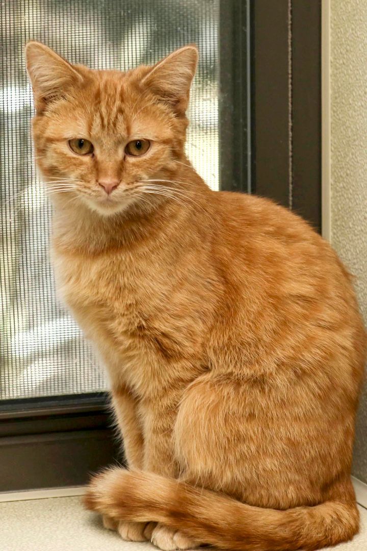 Paul, a Adoptable Domestic Short Hair in Cashiers, NC image 3/4