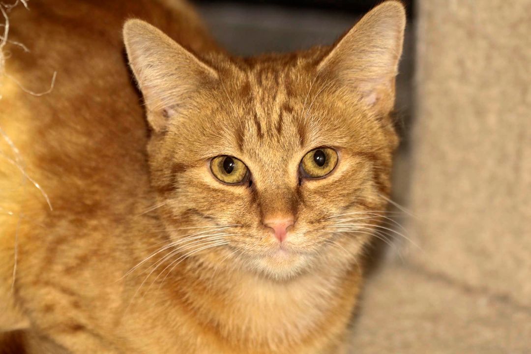 Paul, a Adoptable Domestic Short Hair in Cashiers, NC image 4/4