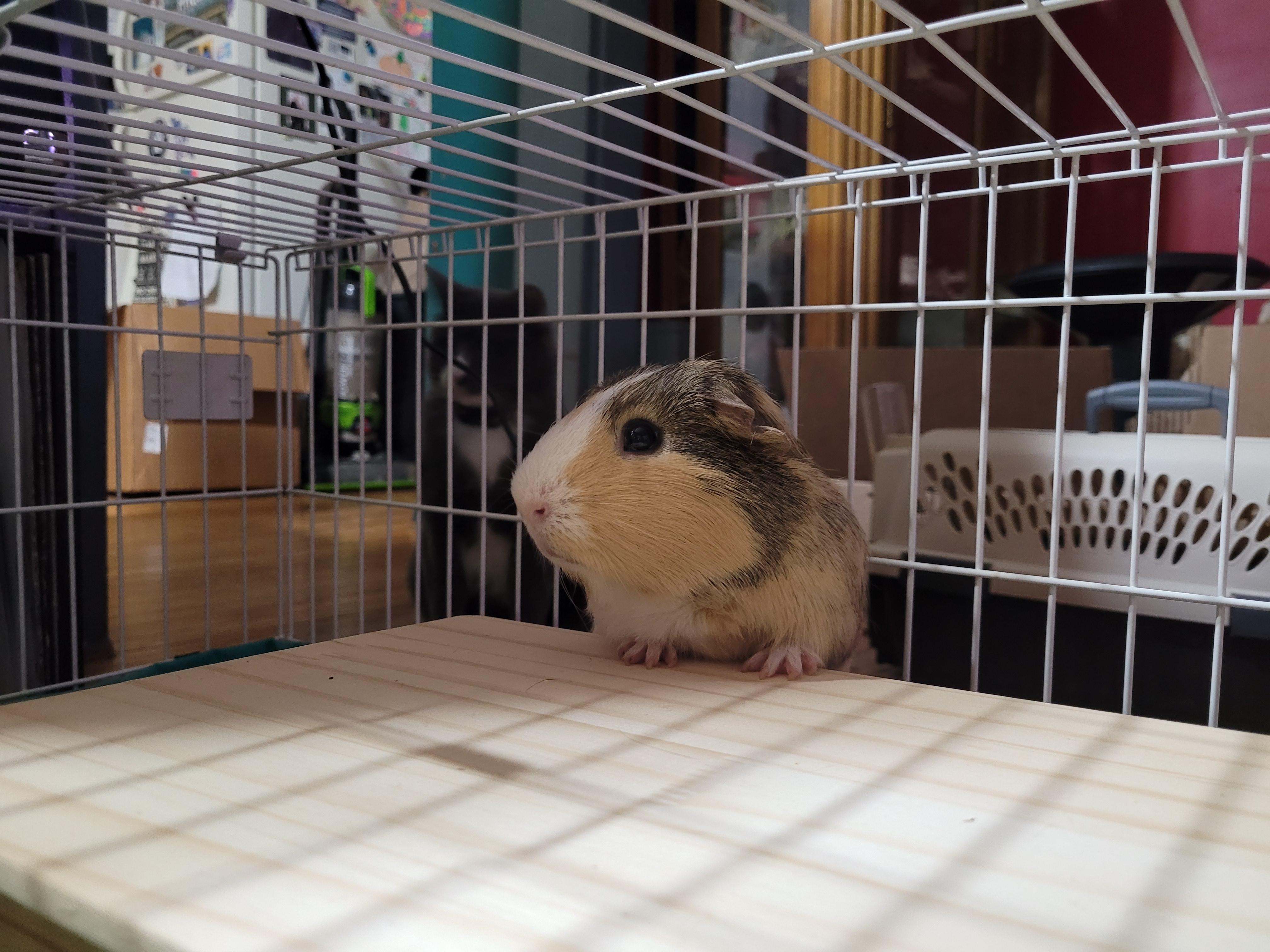 Enlarge Merlin , a ADOPTABLE Guinea Pig in Saint Paul, MN image 4/5