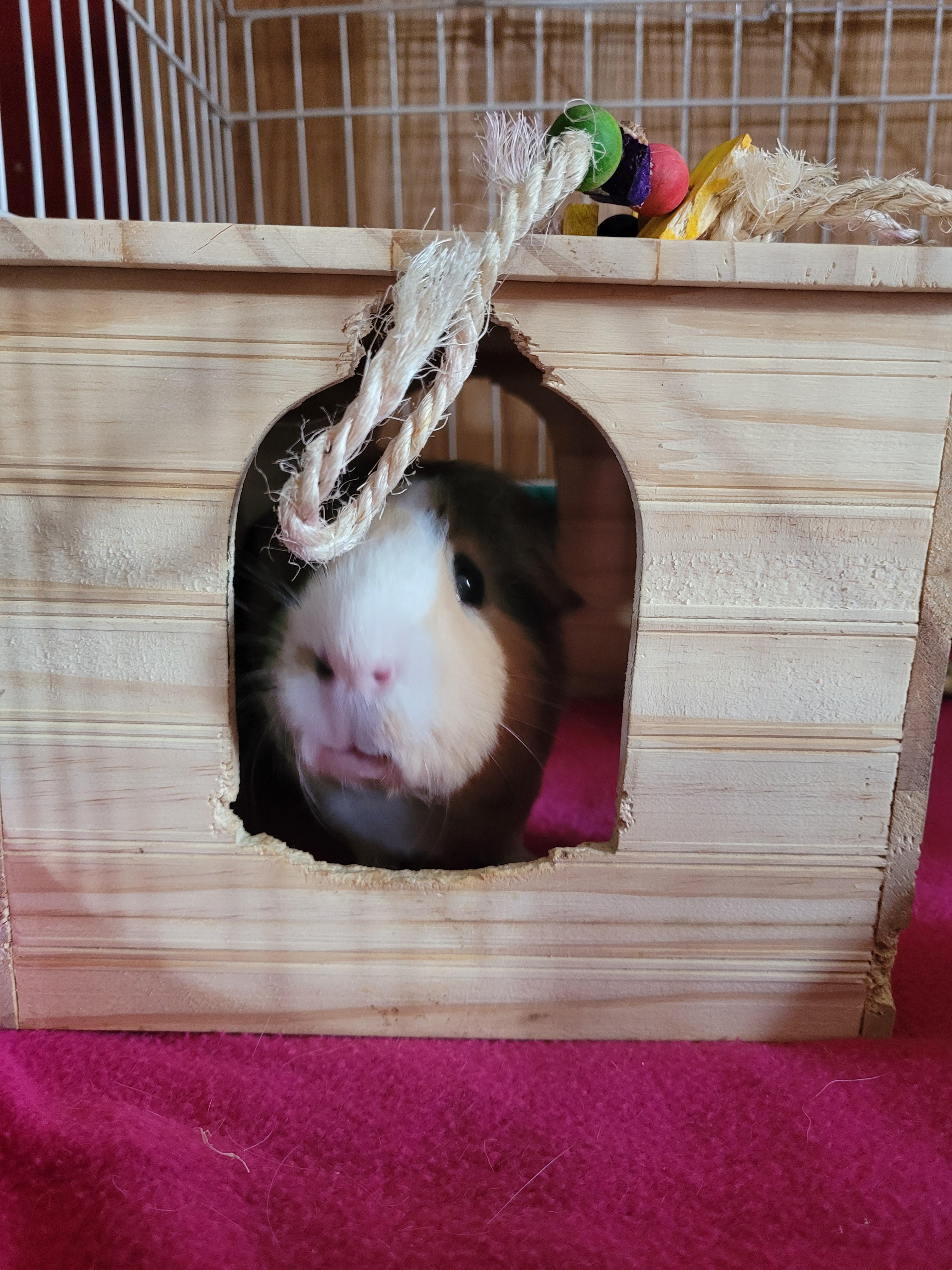 Enlarge Merlin , a ADOPTABLE Guinea Pig in Saint Paul, MN image 2/5