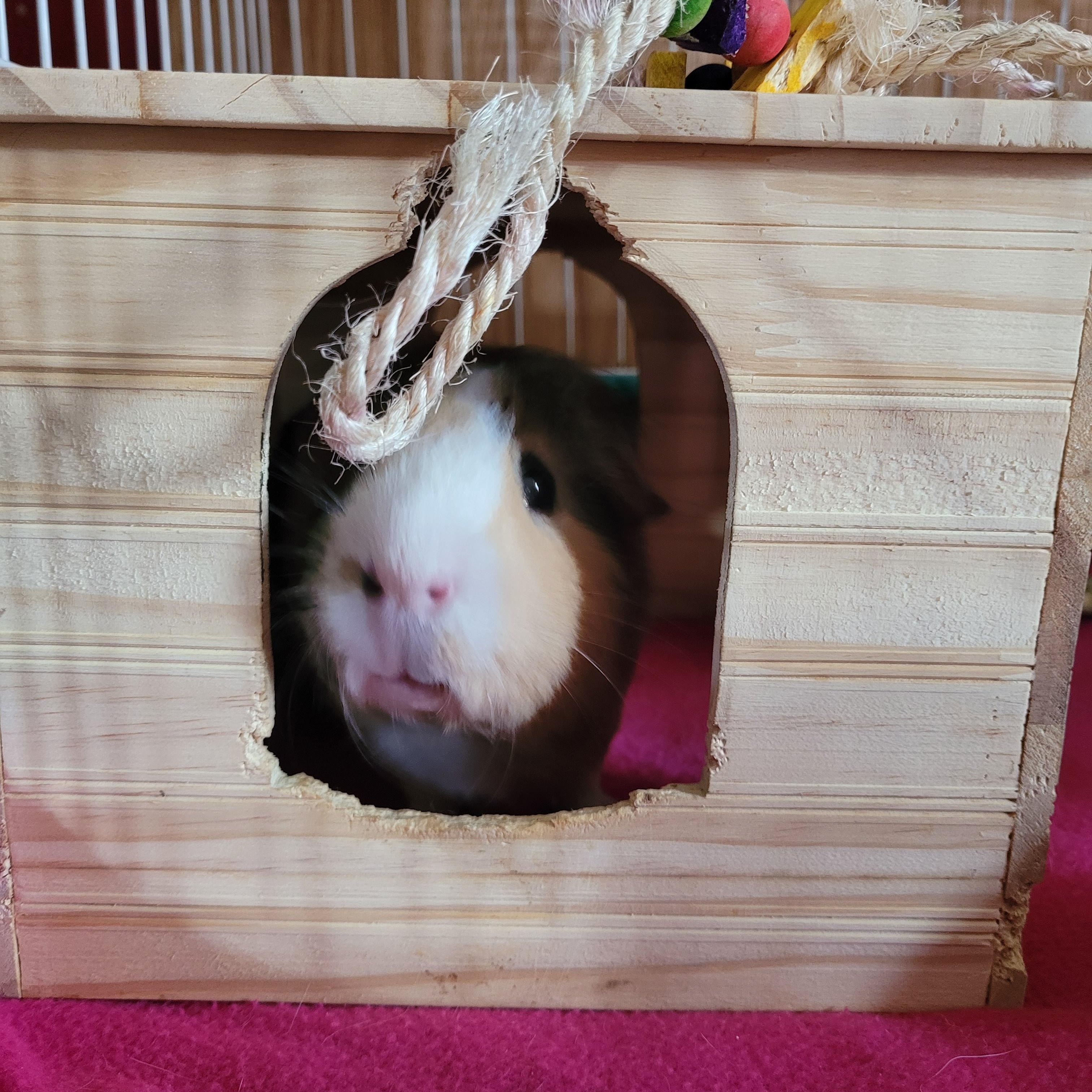 Merlin , a ADOPTABLE Guinea Pig in Saint Paul, MN image 2/5