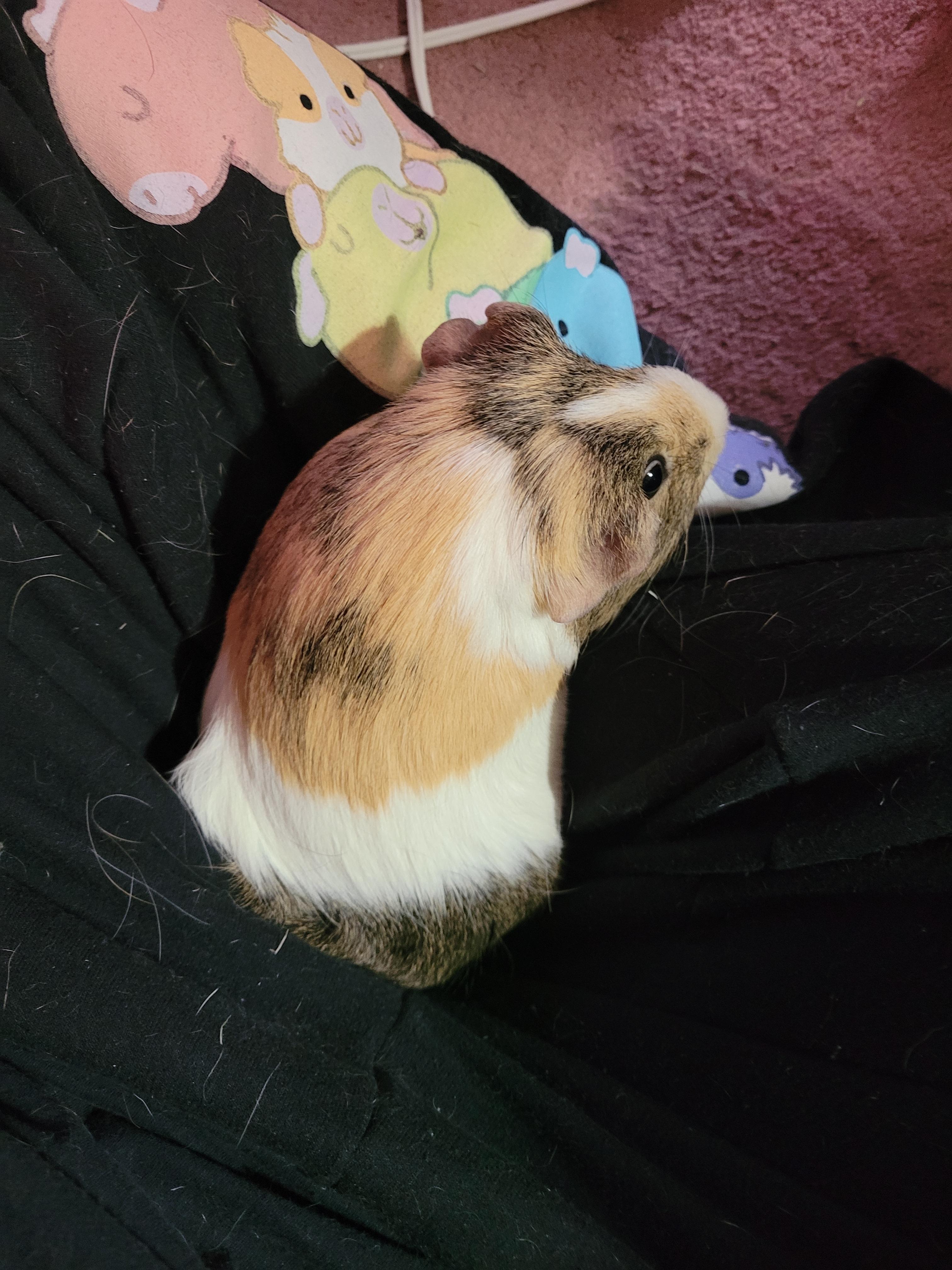Enlarge Merlin , a ADOPTABLE Guinea Pig in Saint Paul, MN image 5/5