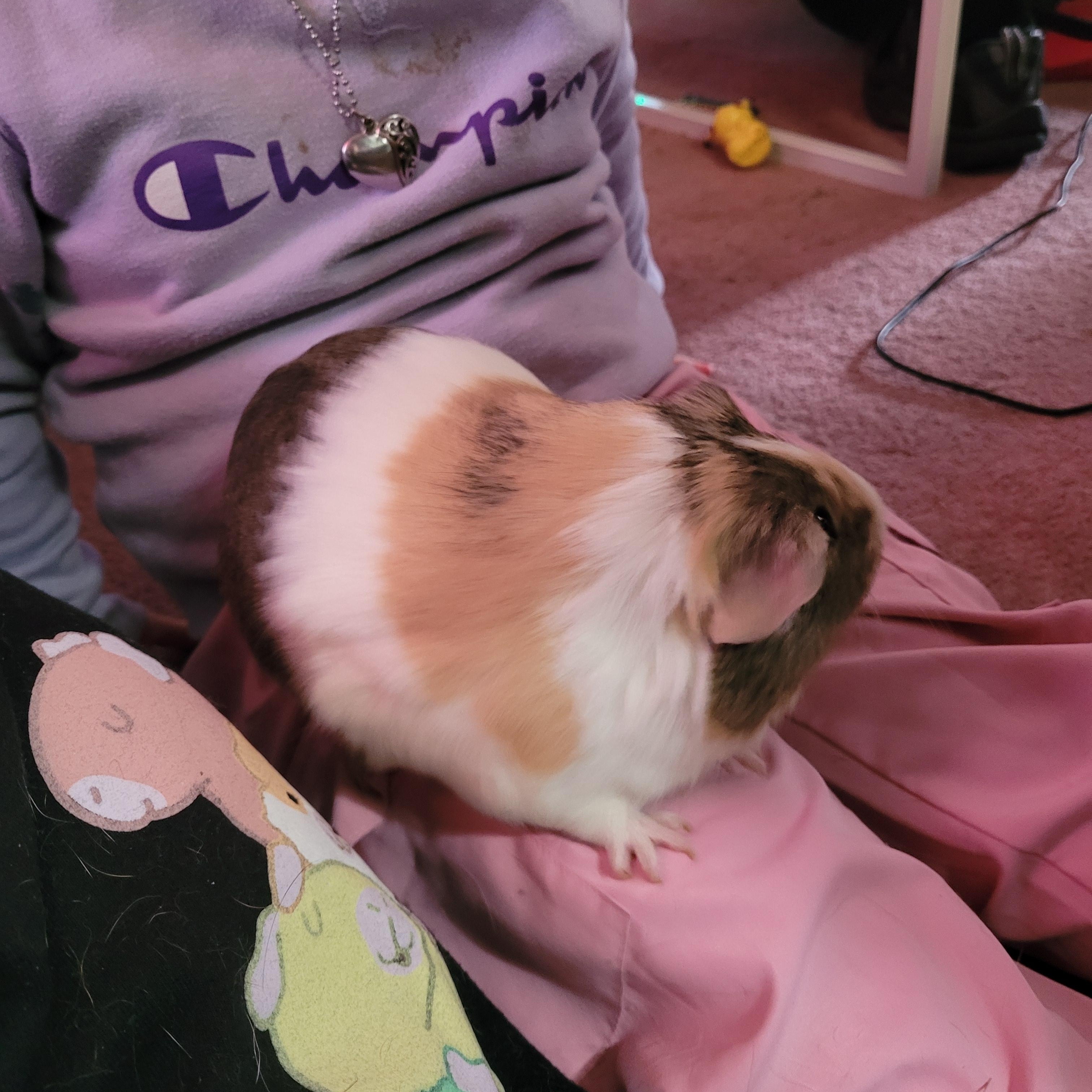 Merlin , a ADOPTABLE Guinea Pig in Saint Paul, MN image 3/5
