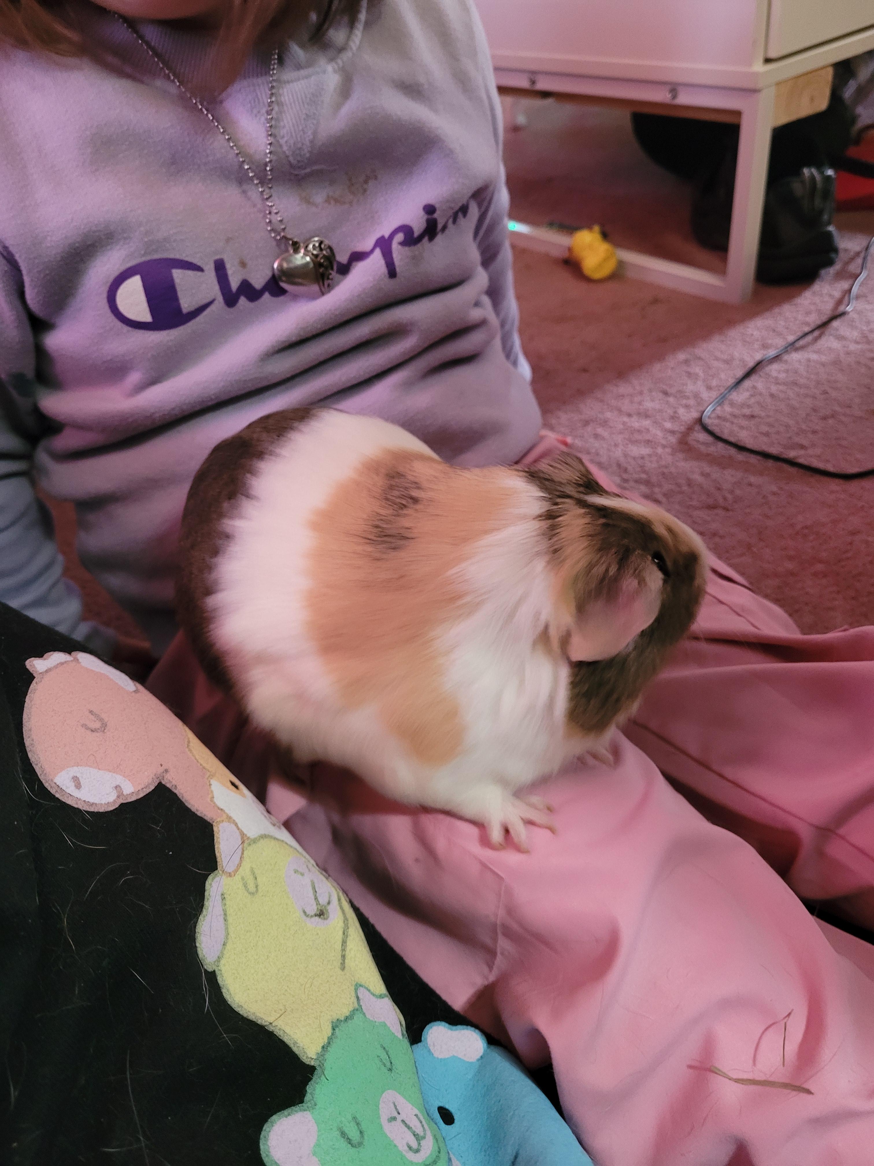 Enlarge Merlin , a ADOPTABLE Guinea Pig in Saint Paul, MN image 3/5
