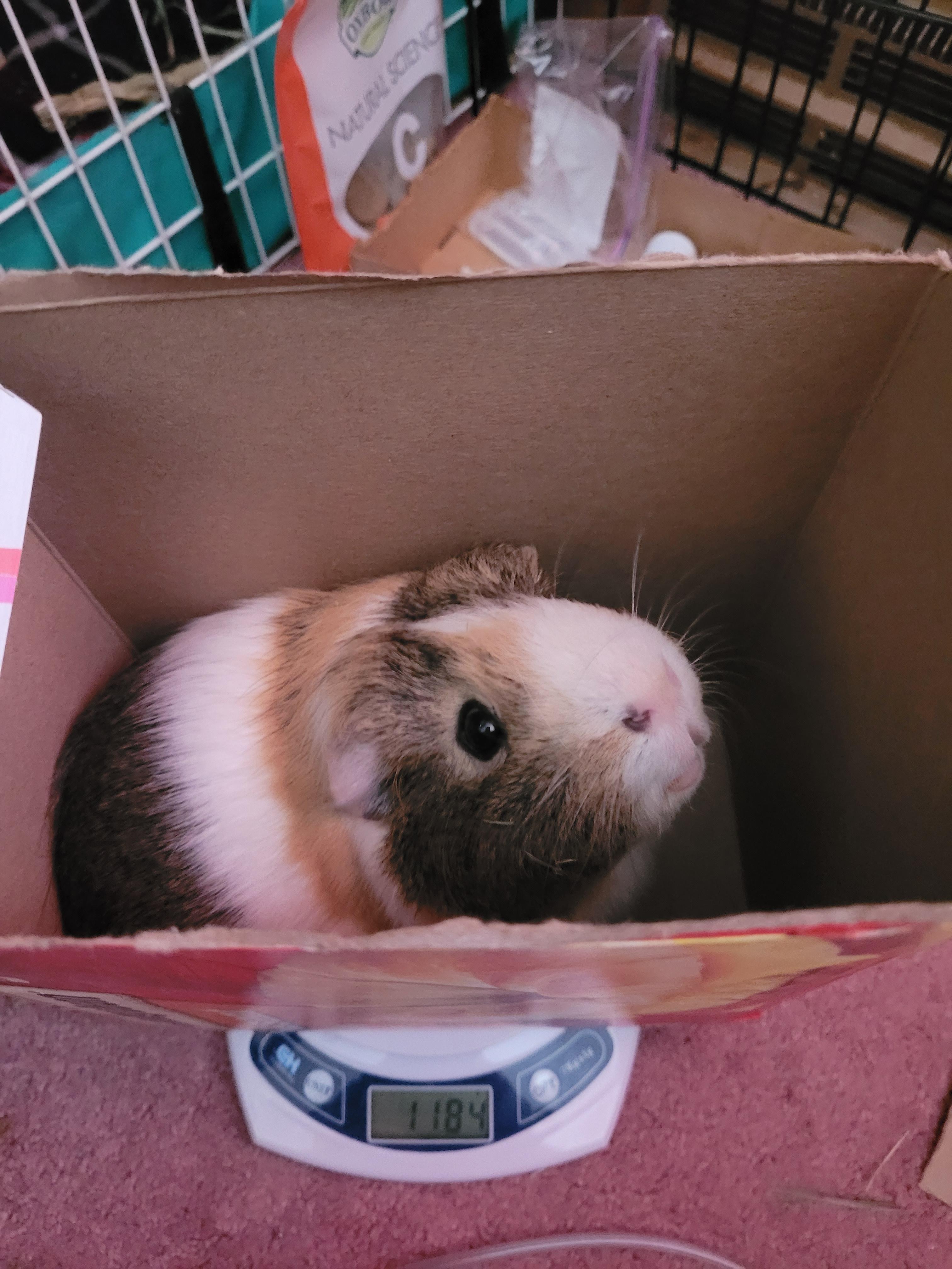 Merlin , ADOPTABLE, Adult Male Guinea Pig.