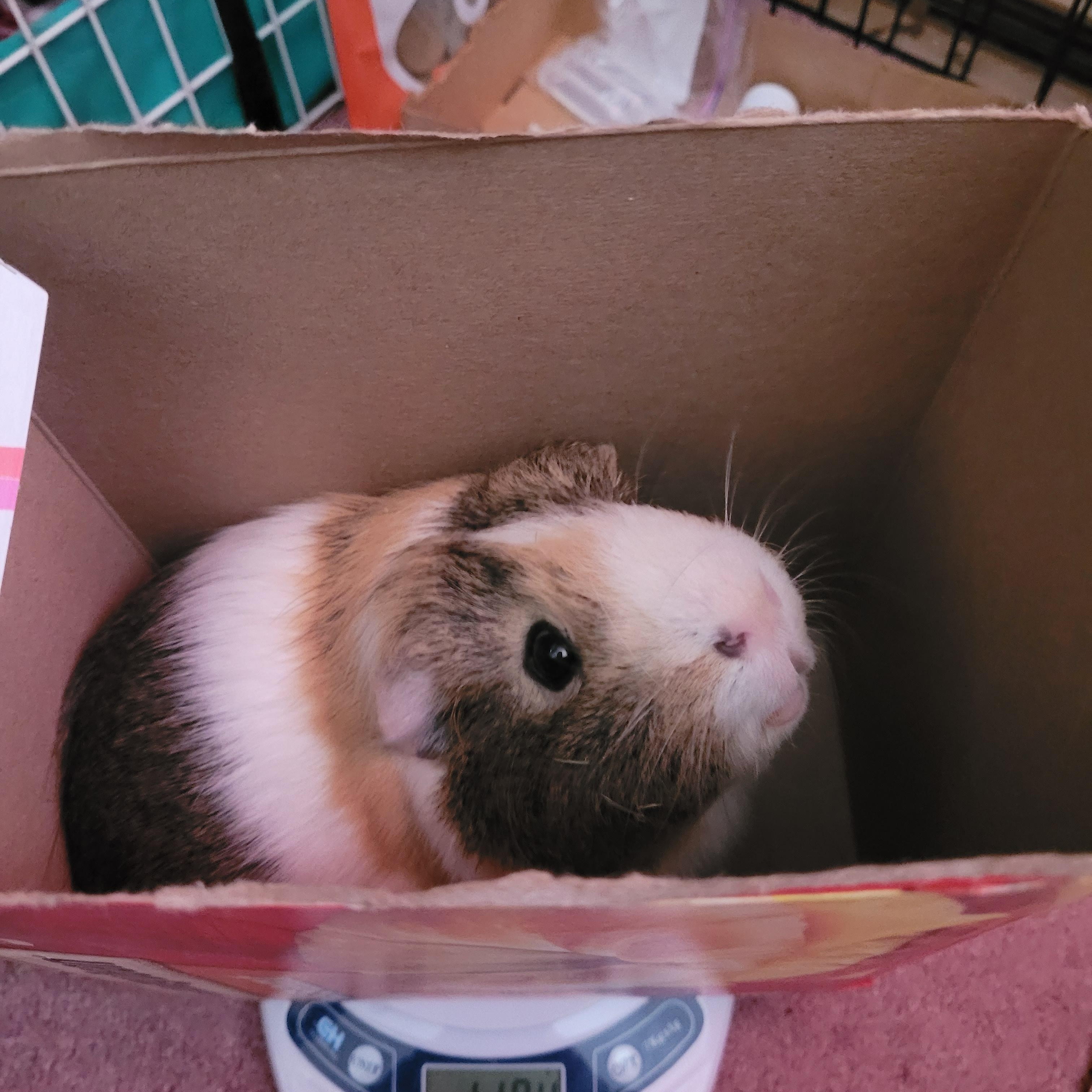 Merlin , a ADOPTABLE Guinea Pig in Saint Paul, MN image 1/5