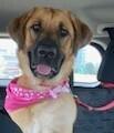 Tuesday, Adoptable, Adult Female Black Mouth Cur.