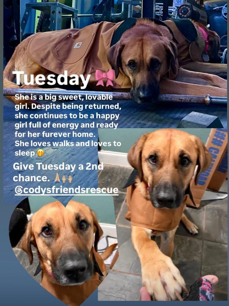 Tuesday, Adoptable, Adult Female Black Mouth Cur.