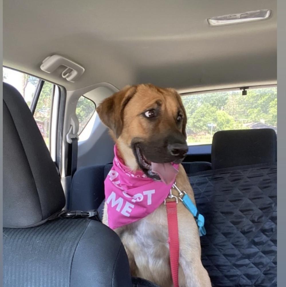 Tuesday, a Adoptable mixed breed in Dallas, TX image 3/6