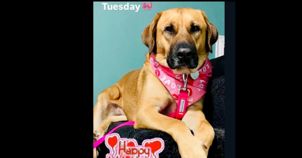 Tuesday, a Adoptable mixed breed in Dallas, TX image 6/6