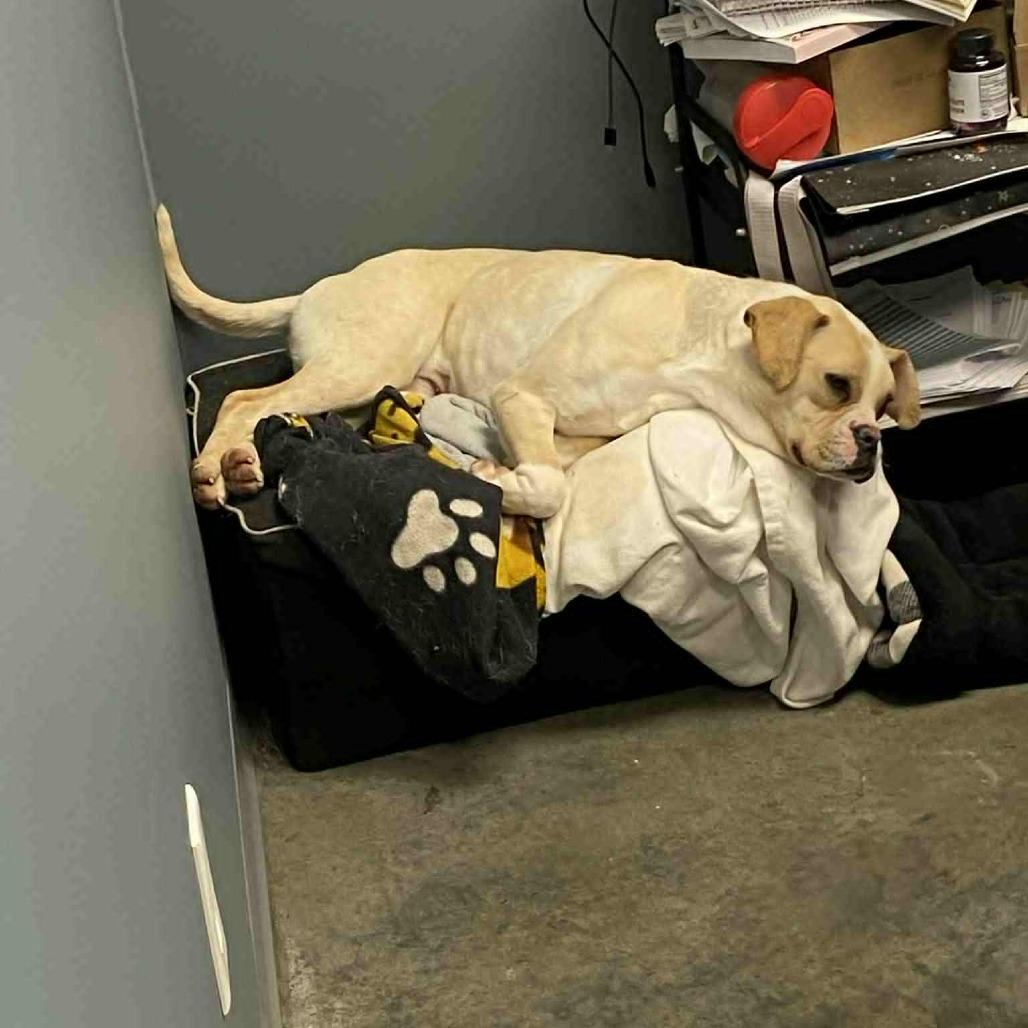 Enlarge Jolly, a Adoptable Boston Terrier in Hannibal, MO image 1/4