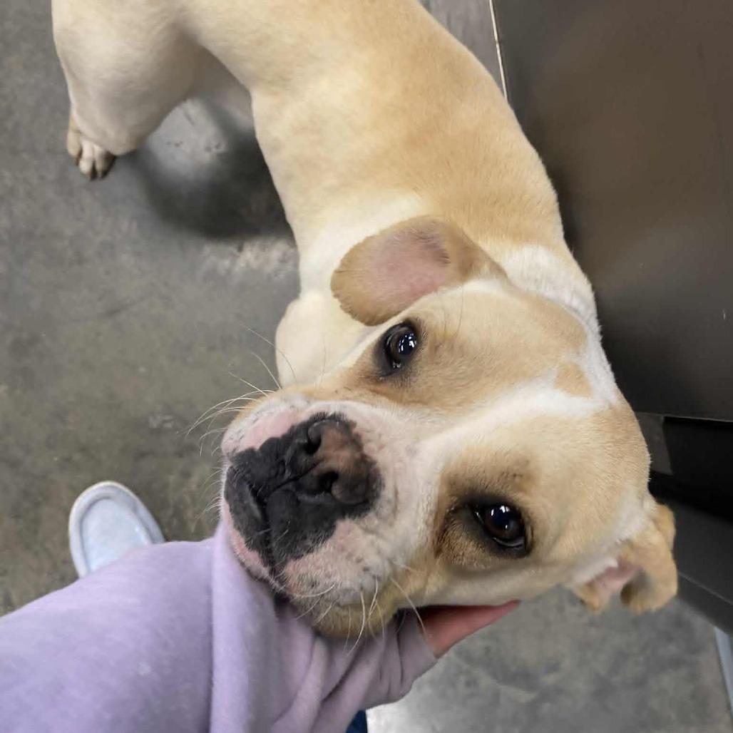 Enlarge Jolly, a Adoptable Boston Terrier in Hannibal, MO image 2/4