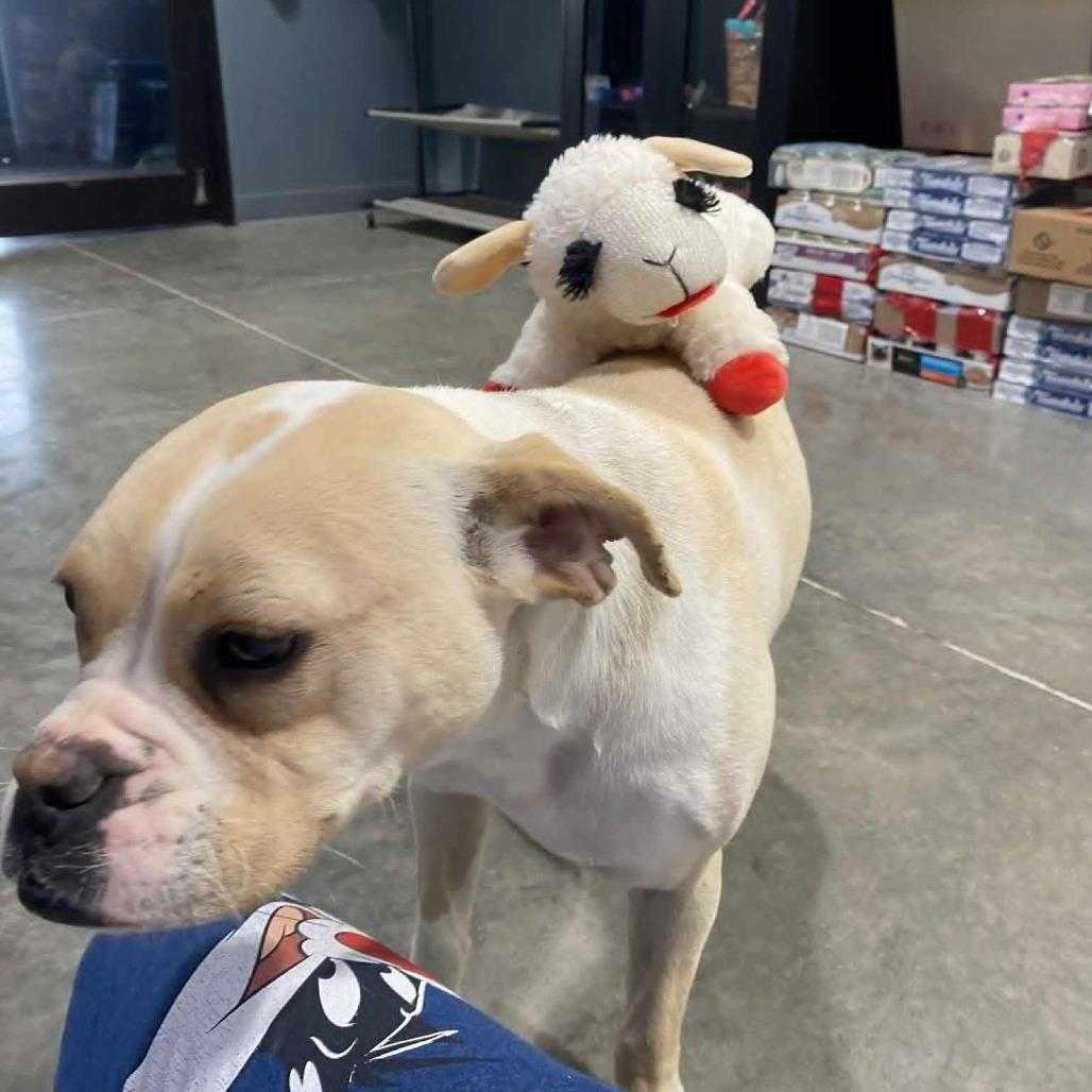 Enlarge Jolly, a Adoptable Boston Terrier in Hannibal, MO image 3/4