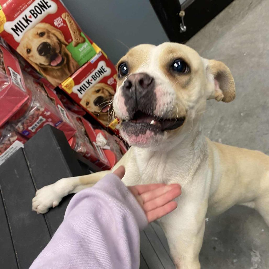 Enlarge Jolly, a Adoptable Boston Terrier in Hannibal, MO image 4/4