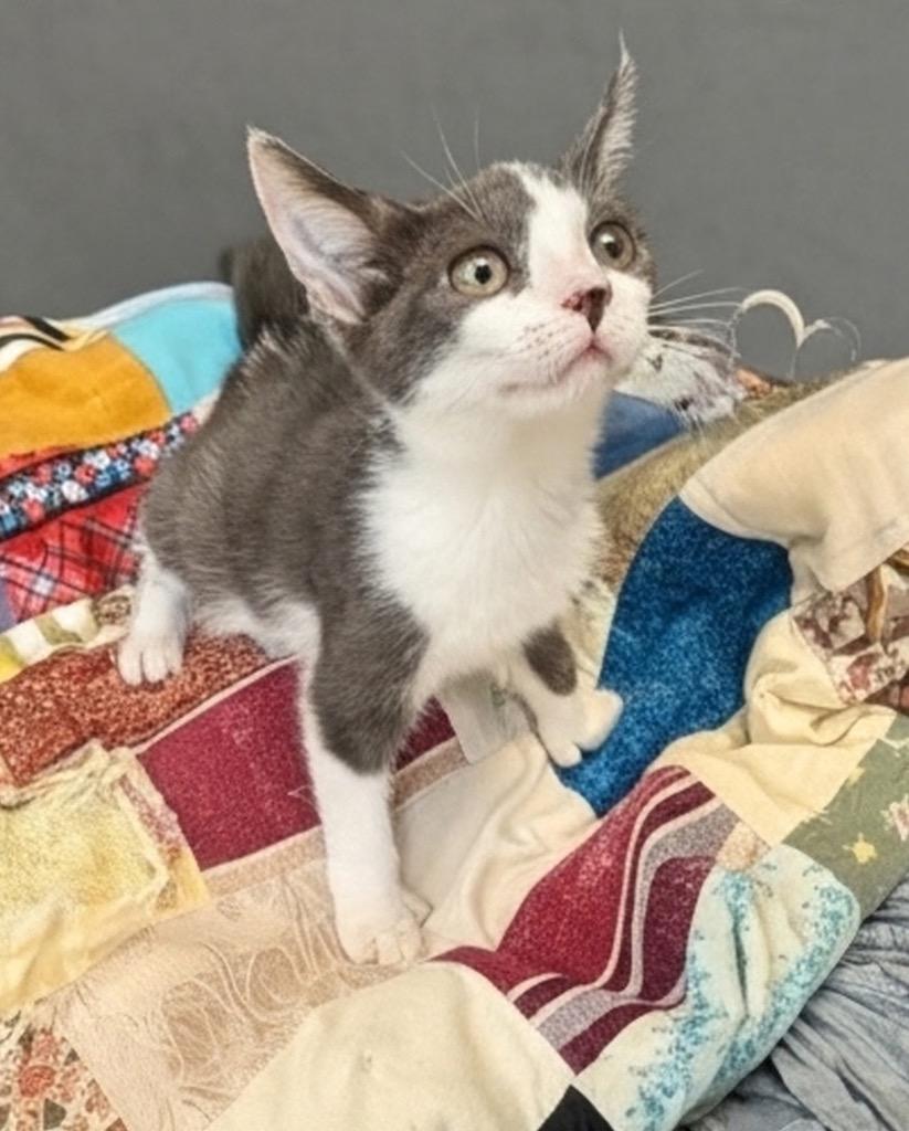 Dalia, Adoptable, Kitten Female Domestic Short Hair.
