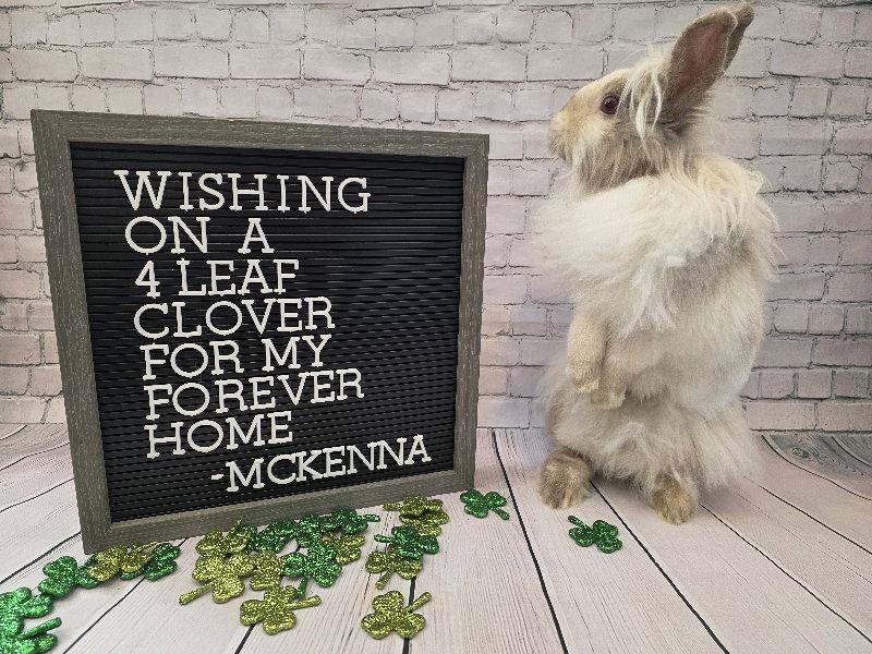 McKenna, Adoptable, Young Female Lionhead.