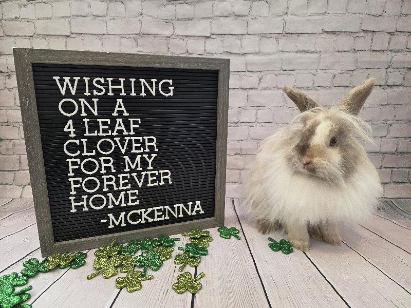Enlarge McKenna, a Adoptable Lionhead in Columbus, OH image 2/3