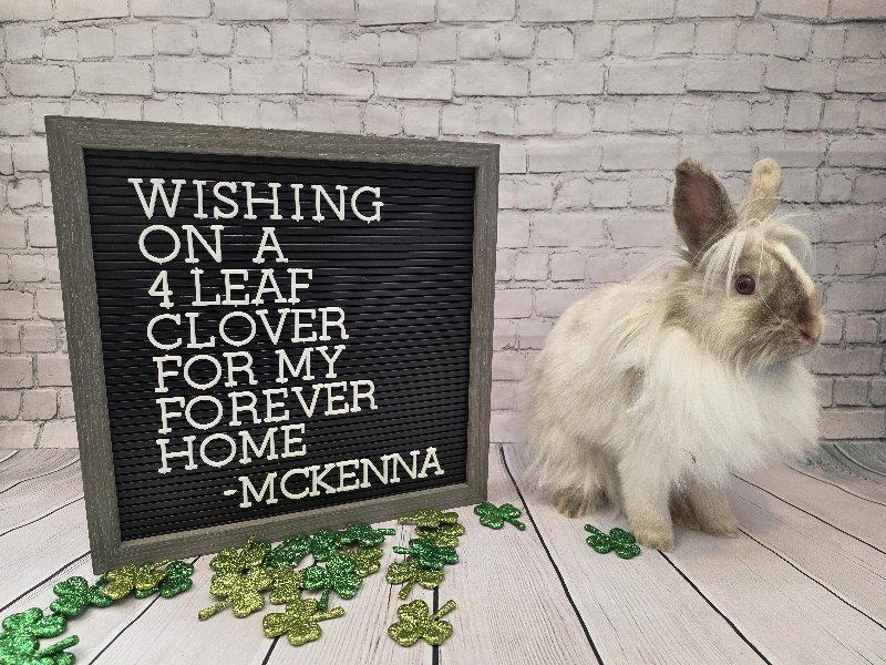 Enlarge McKenna, a Adoptable Lionhead in Columbus, OH image 3/3