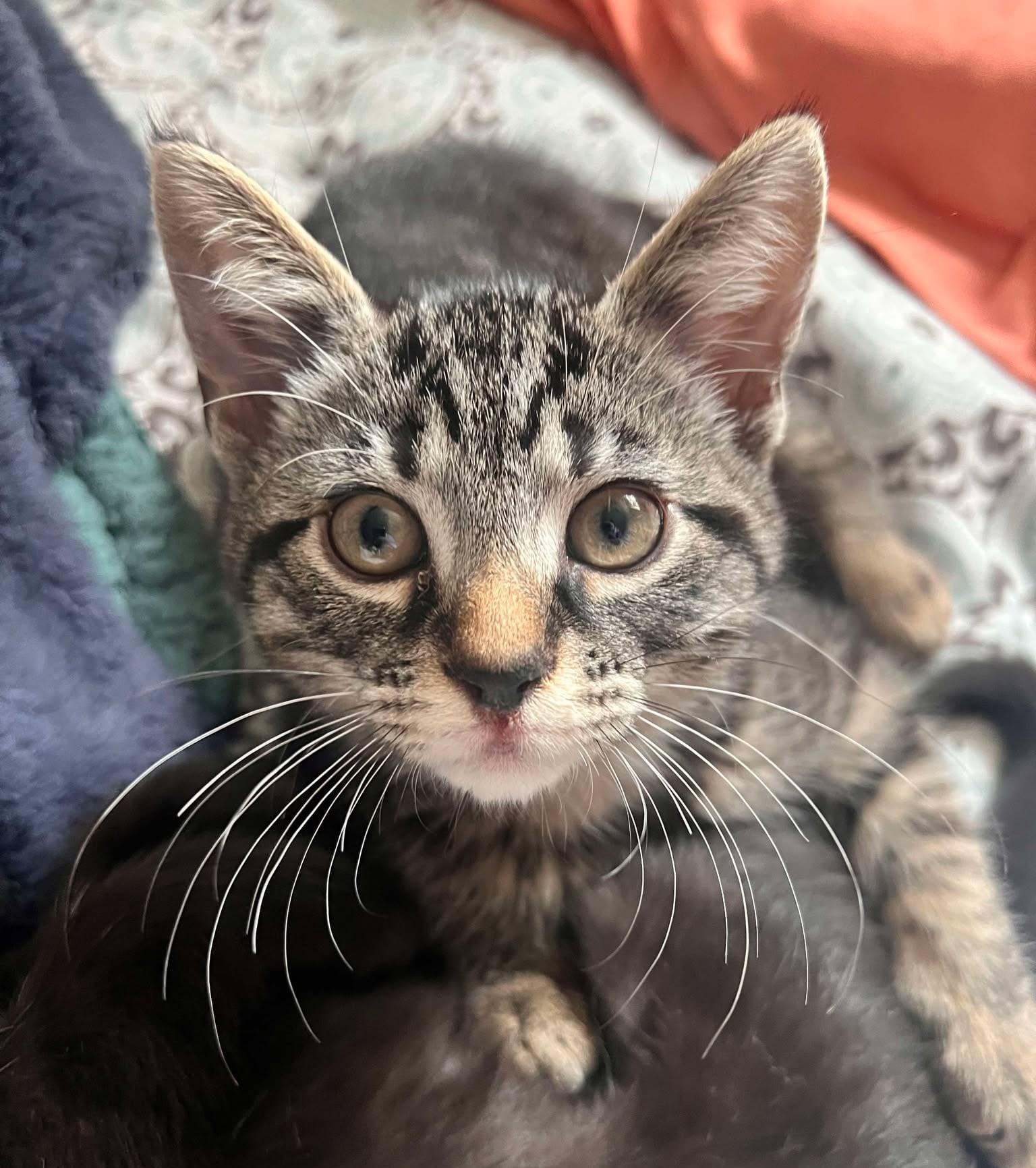Eddie, a Adoptable Tabby in Beckley, WV image 3/5