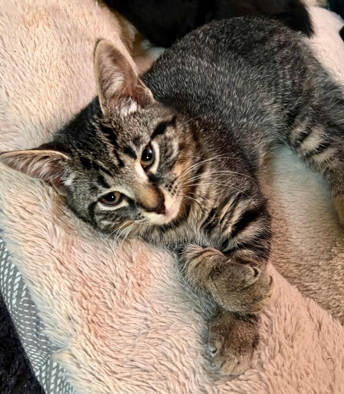 Eddie, a Adoptable Tabby in Beckley, WV image 5/5