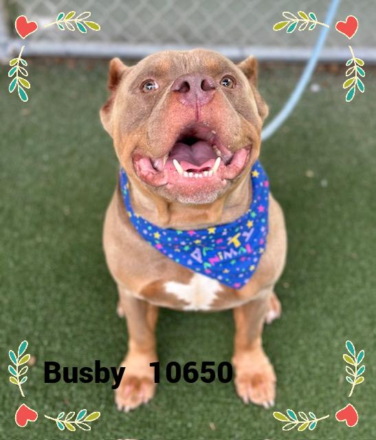 BUSBY