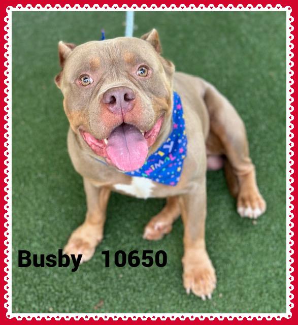 BUSBY