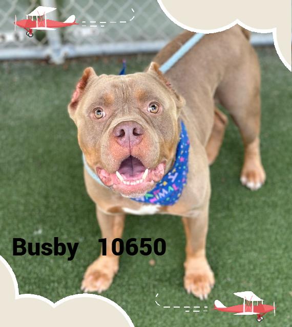 BUSBY