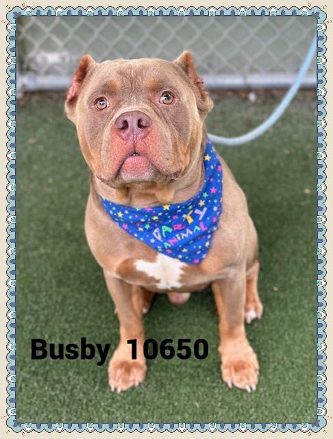 BUSBY