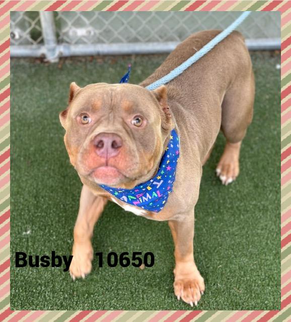 BUSBY