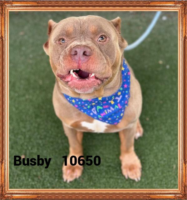 BUSBY