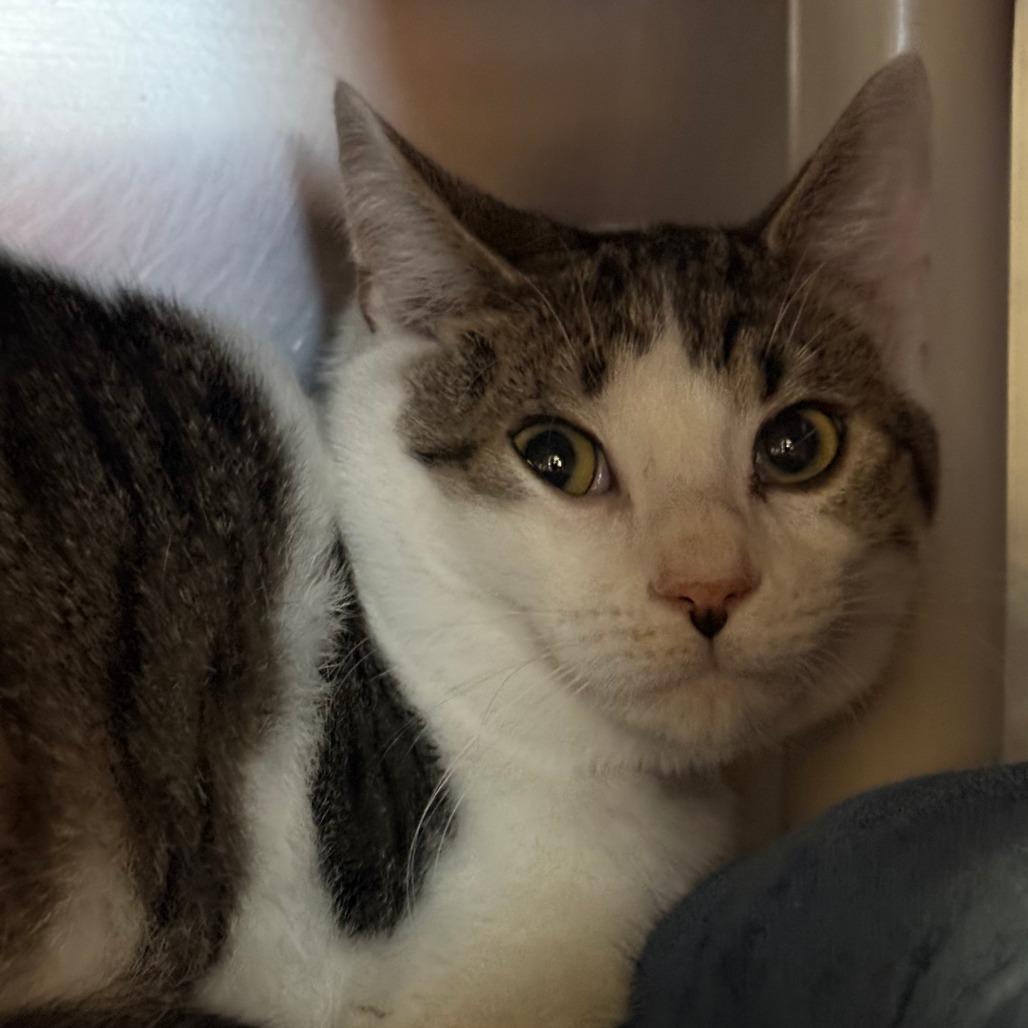 Spring, Adoptable, Adult Male Domestic Short Hair.