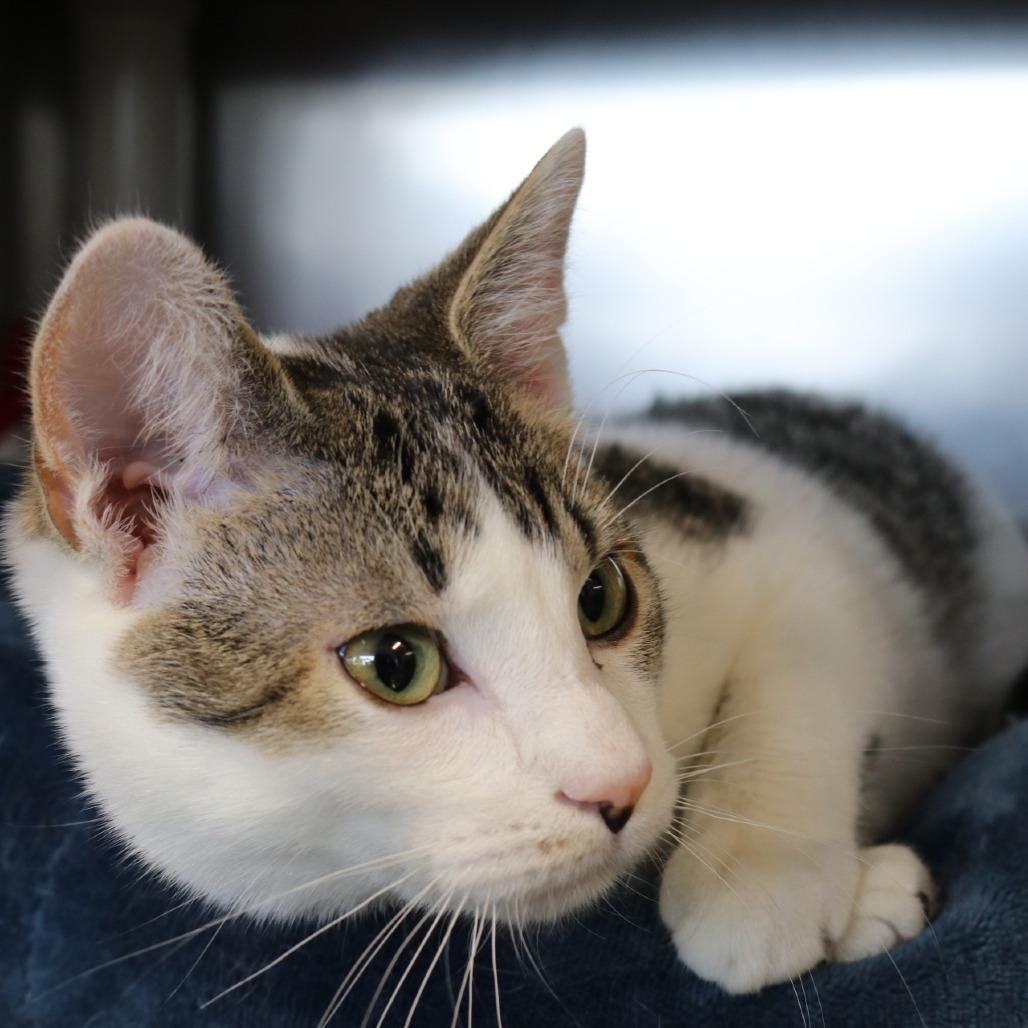 Spring, a Adoptable Domestic Short Hair in Saint Cloud, MN image 2/6