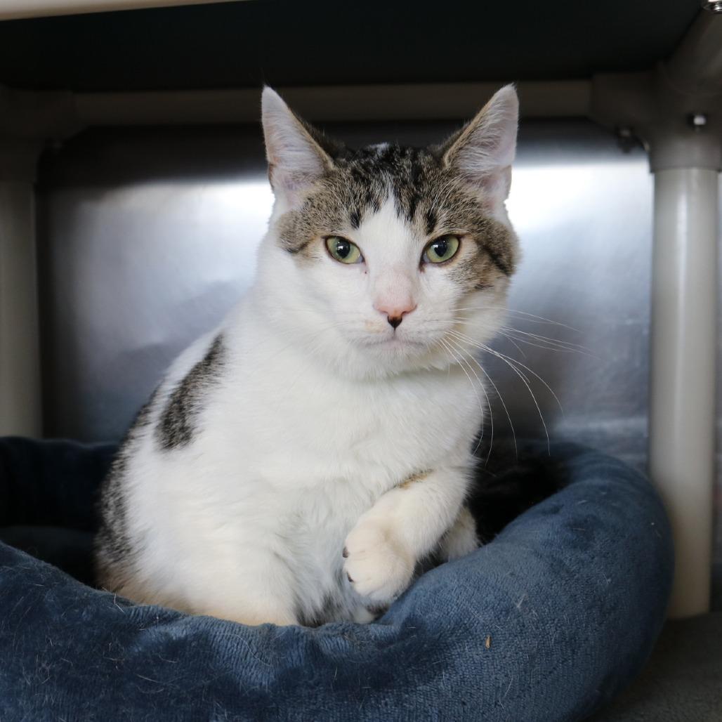 Spring, a Adoptable Domestic Short Hair in Saint Cloud, MN image 6/6