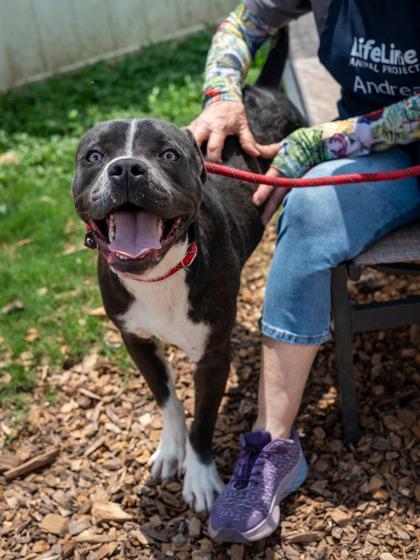 Coal-IN FOSTER, Adoptable, Adult Male Mixed Breed & Mixed Breed.