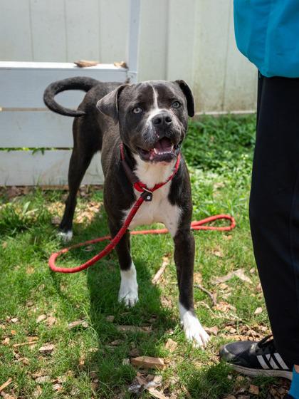 Coal-IN FOSTER, a Adoptable Mixed Breed in Chamblee, GA image 2/3