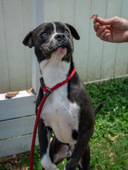 Coal-IN FOSTER, a Adoptable Mixed Breed in Chamblee, GA image 3/3
