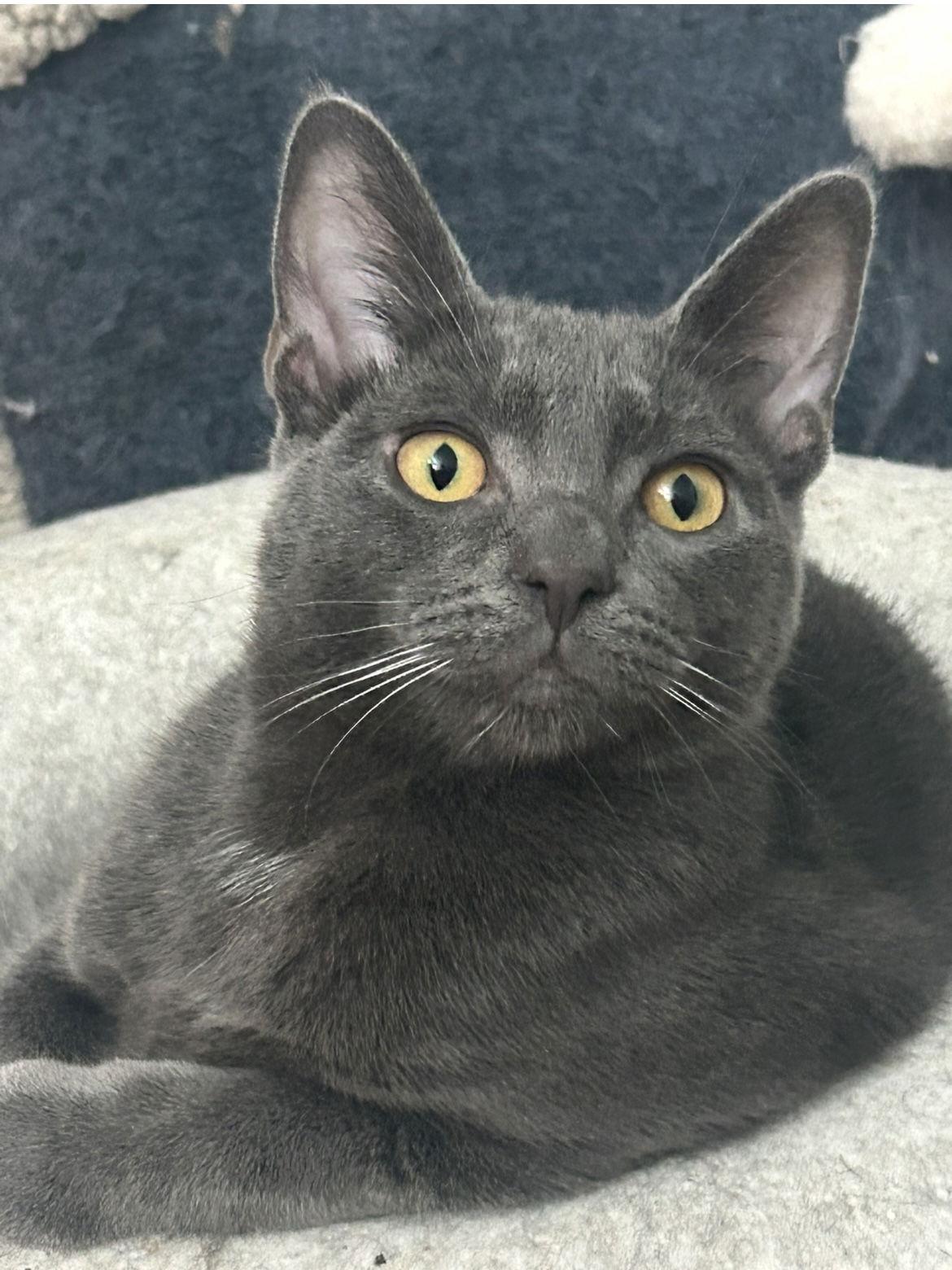 Enlarge Purrari, a Adoptable mixed breed in Campbell, CA image 1/3