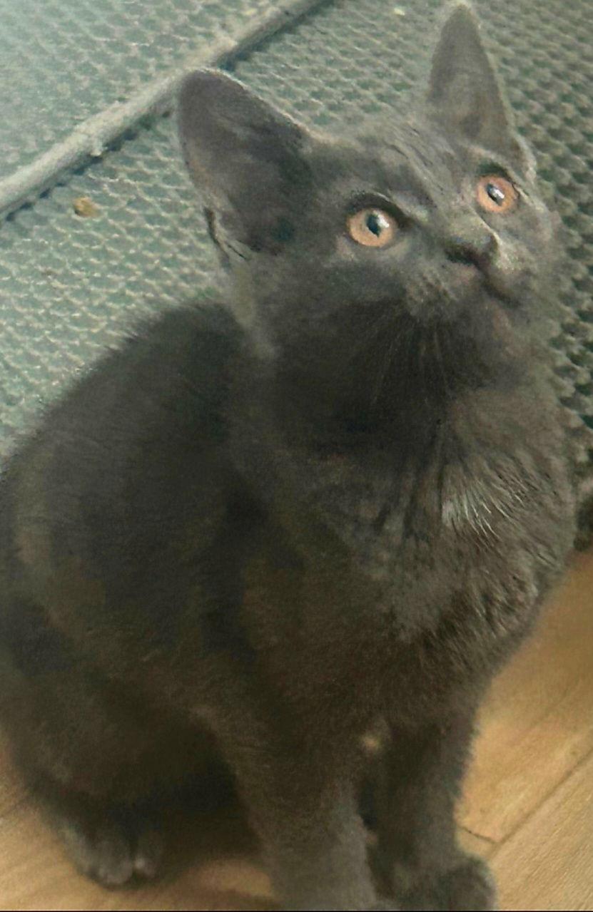 Enlarge Purrari, a Adoptable mixed breed in Campbell, CA image 2/3