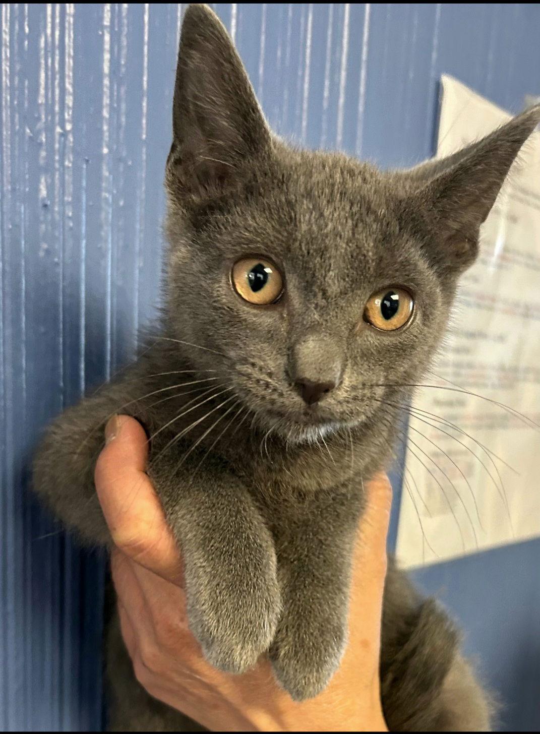 Enlarge Purrari, a Adoptable mixed breed in Campbell, CA image 3/3
