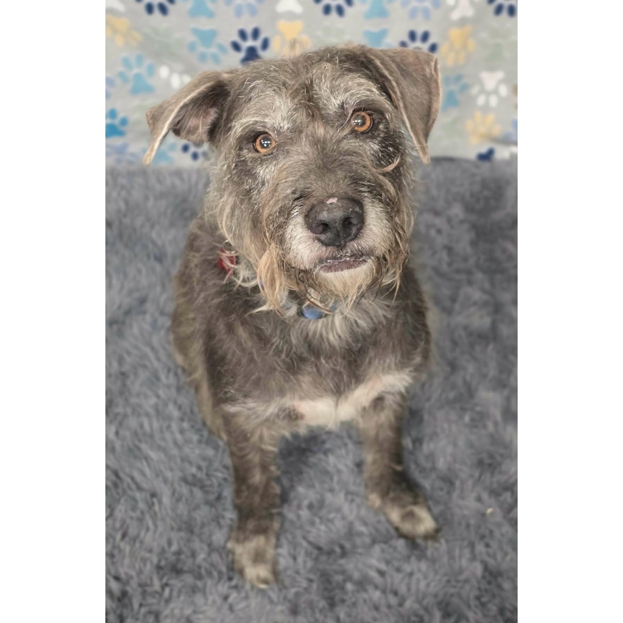 Finn, ADOPTABLE, Young Male Standard Schnauzer & Labrador Retriever.