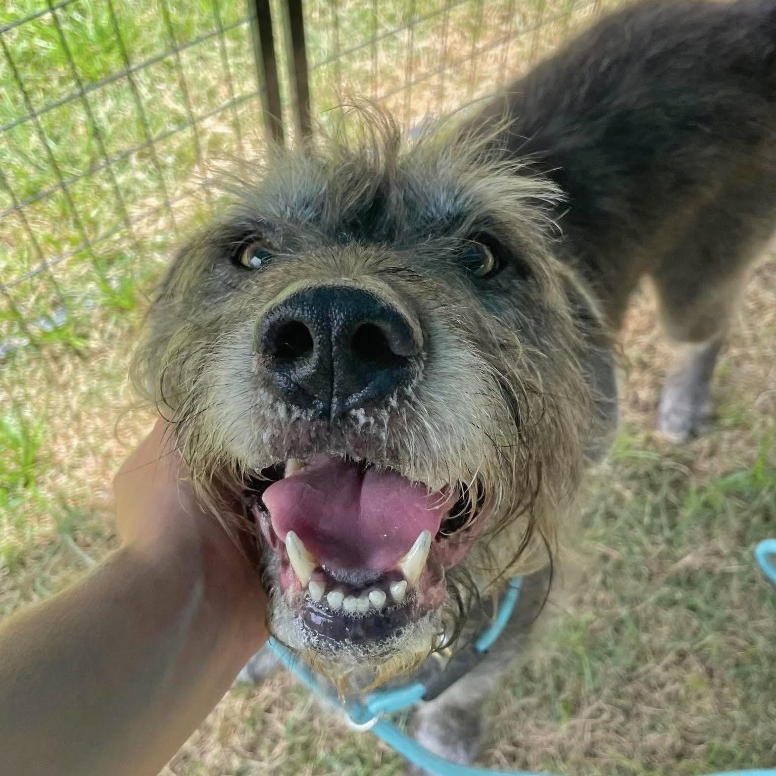 Enlarge Finn, a ADOPTABLE mixed breed in Boulder, CO image 4/4