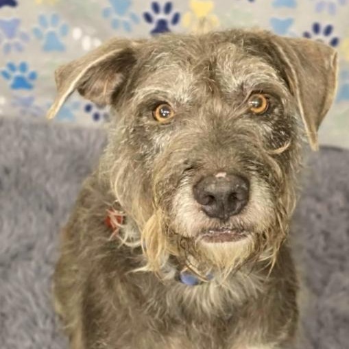 Enlarge Finn, a ADOPTABLE mixed breed in Boulder, CO image 2/4