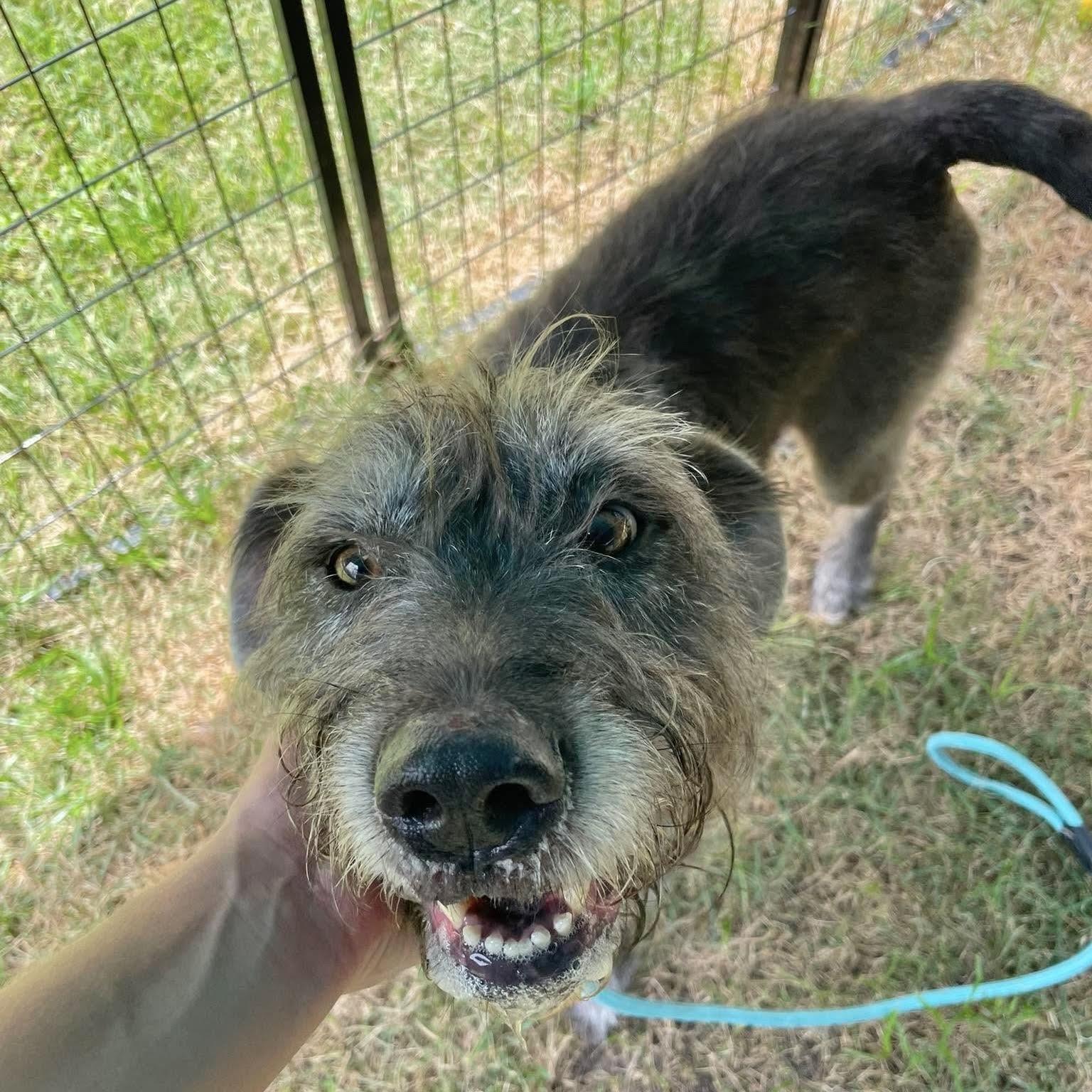 Enlarge Finn, a ADOPTABLE mixed breed in Boulder, CO image 3/4