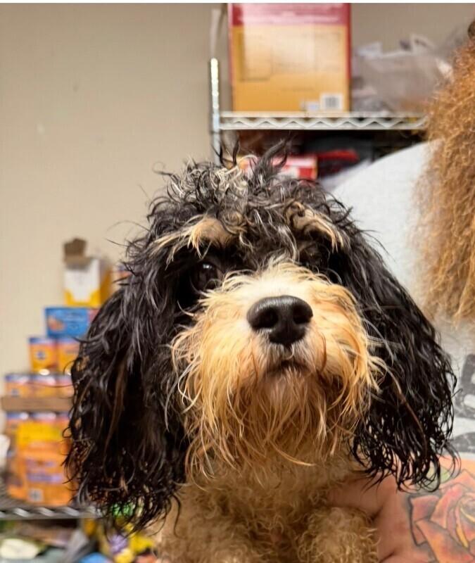 Enlarge Toby *FOSTER TO ADOPT*, a Adoptable mixed breed in New York, NY image 1/1
