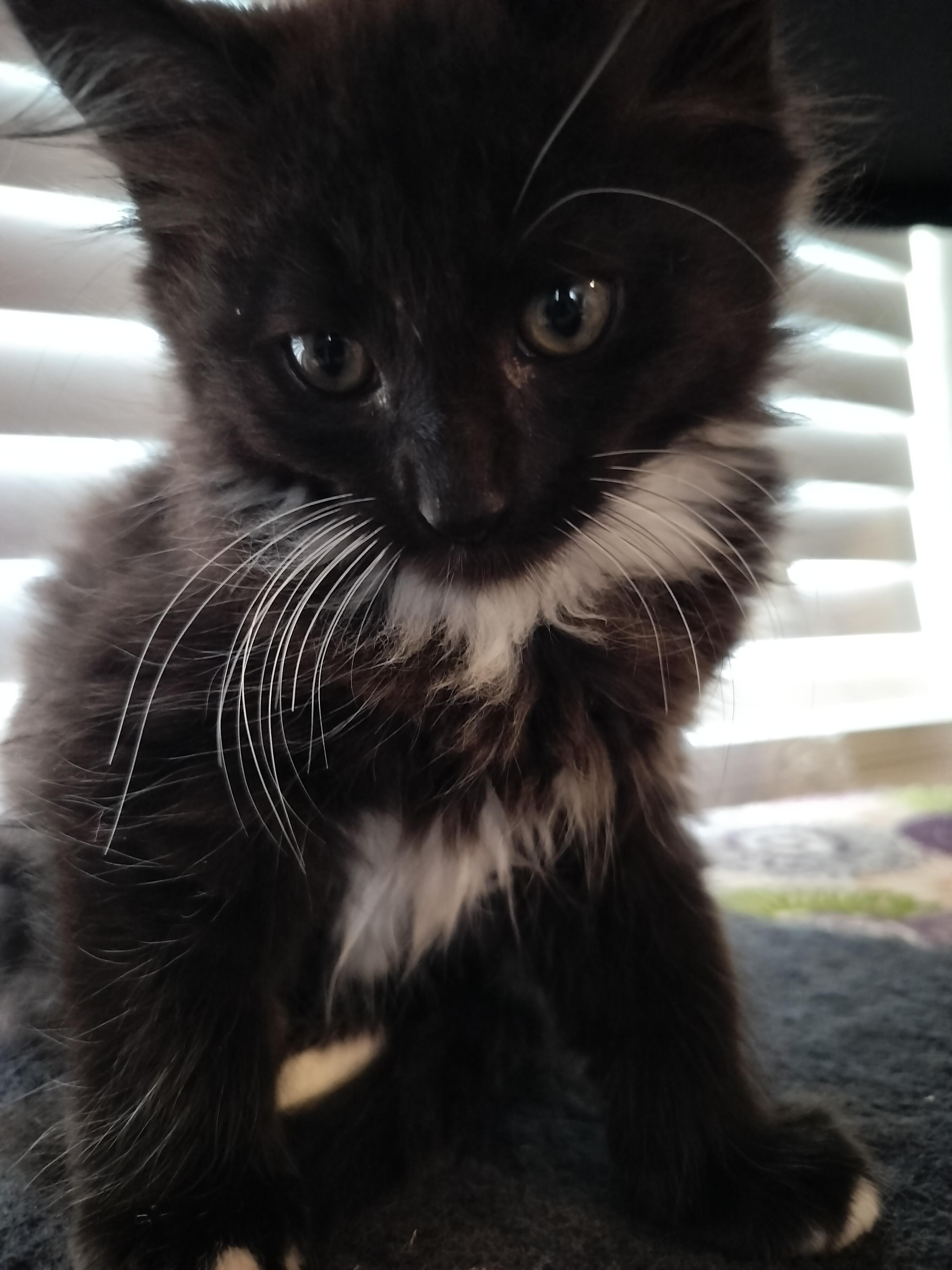Helen Hunt, an adopted Domestic Long Hair in Portland, OR image 3/5