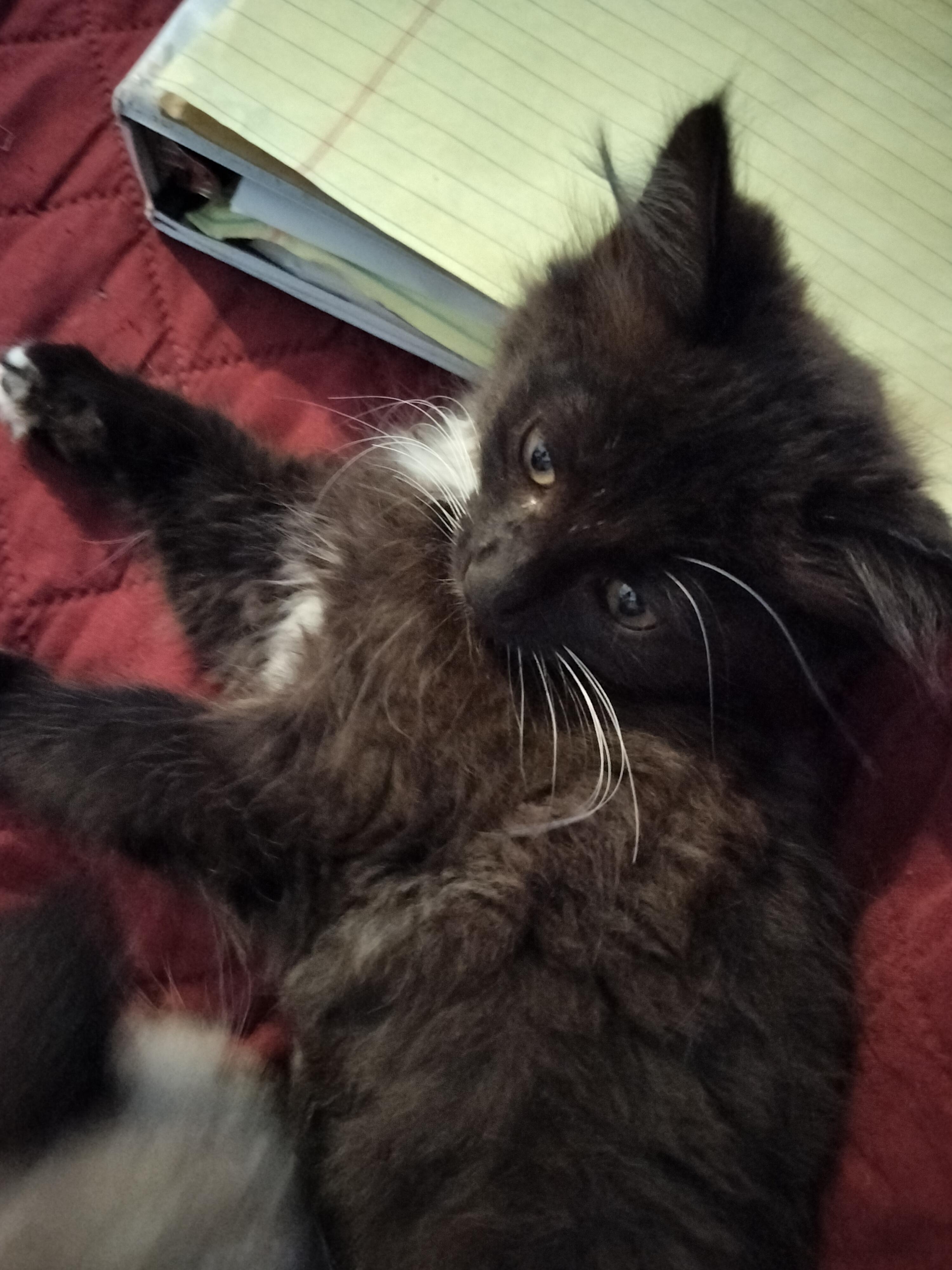 Helen Hunt, an adopted Domestic Long Hair in Portland, OR image 4/5
