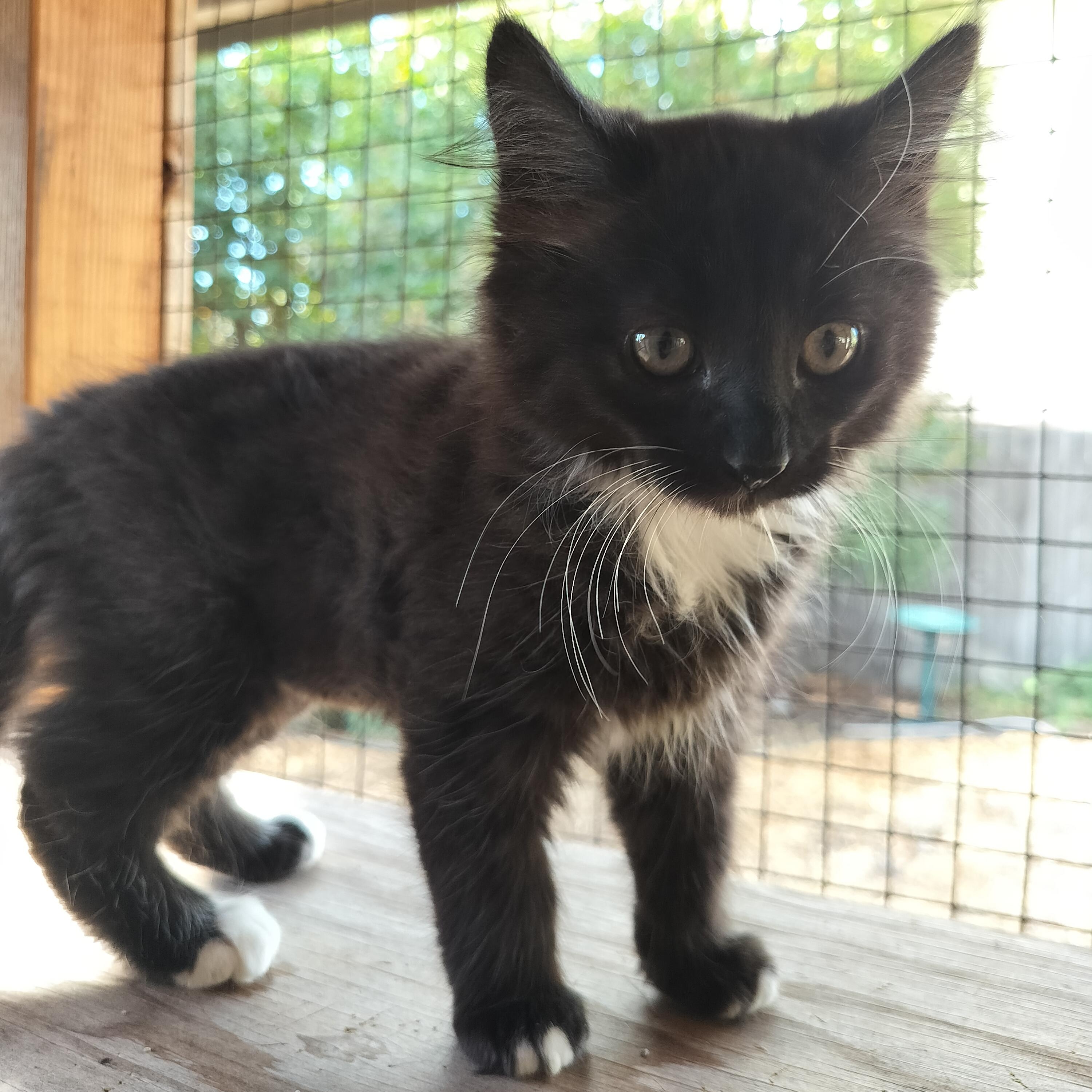 Helen Hunt, adopted, Kitten Female Domestic Long Hair.
