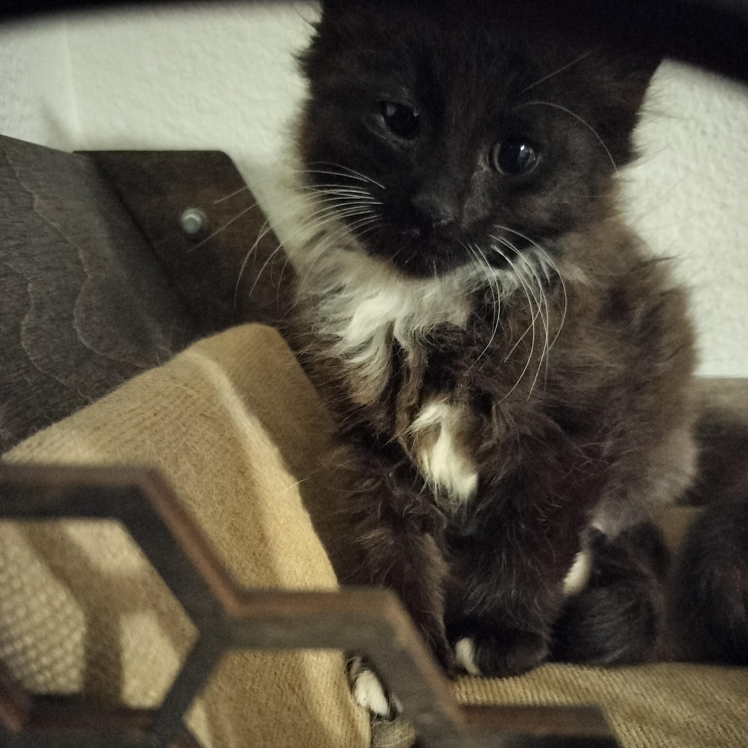 Helen Hunt, an adopted Domestic Long Hair in Portland, OR image 2/5